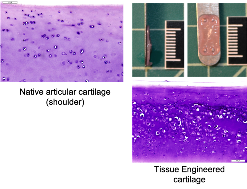 JD Wheat Veterinary Orthopedic Laboratory Bone and Cartilage Regeneration